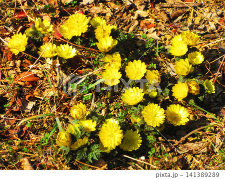 満開のフクジュソウの花の風景 満開のフクジュソウの花の風景 141389289