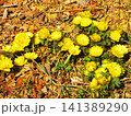 満開のフクジュソウの花の風景 満開のフクジュソウの花の風景 141389290