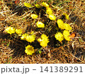 満開のフクジュソウの花の風景 満開のフクジュソウの花の風景 141389291