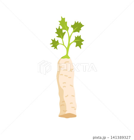 Letter I of single white radish with leafy green top, isolated on white background for food, garden themes, educational charts, packaging, and healthy produce design Letter I of single white radish with leafy green top, isolated on white background for food, garden themes, educational charts, packaging, and healthy produce design 141389327