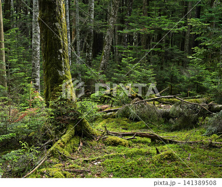 苔が生い茂る森の中の風景 141389508
