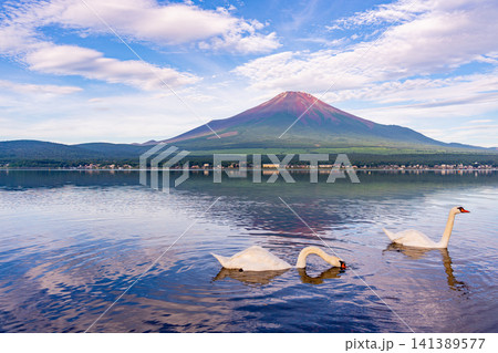 【山梨県】山中湖から眺める夏富士と湖上のハクチョウ 141389577
