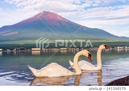 【山梨県】山中湖から眺める夏富士と湖上のハクチョウ 141389579