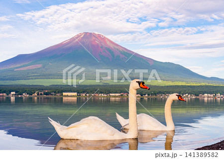 【山梨県】山中湖から眺める夏富士と湖上のハクチョウ 【山梨県】山中湖から眺める夏富士と湖上のハクチョウ 141389582