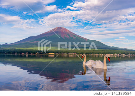 【山梨県】山中湖から眺める夏富士と湖上のハクチョウ 141389584