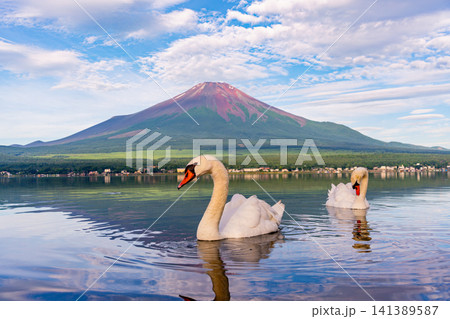 【山梨県】山中湖から眺める夏富士と湖上のハクチョウ 【山梨県】山中湖から眺める夏富士と湖上のハクチョウ 141389587