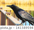 都立舎人公園(東京都足立区)の大池にいたカラスの風景 都立舎人公園(東京都足立区)の大池にいたカラスの風景 141389594