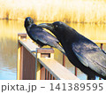 都立舎人公園(東京都足立区)の大池にいたカラスの風景 都立舎人公園(東京都足立区)の大池にいたカラスの風景 141389595