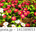 花壇のデージー(ヒナギク)の満開の風景 花壇のデージー(ヒナギク)の満開の風景 141389653