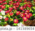 花壇のデージー(ヒナギク)の満開の風景 花壇のデージー(ヒナギク)の満開の風景 141389654