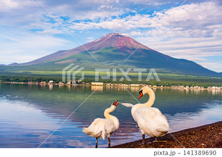 【山梨県】山中湖から眺める夏富士と湖畔で羽根繕いするハクチョウ 【山梨県】山中湖から眺める夏富士と湖畔で羽根繕いするハクチョウ 141389690