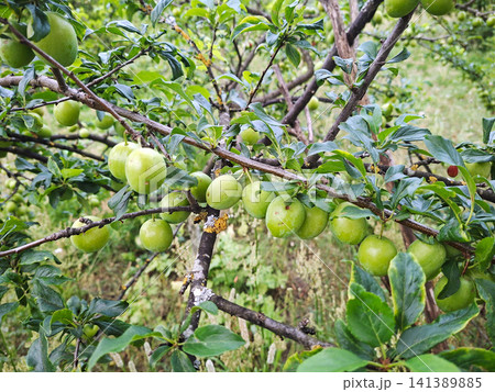 Unripe green plums growing on a tree branch in a natural outdoor setting Unripe green plums growing on a tree branch in a natural outdoor setting 141389885