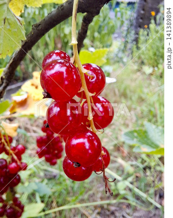 Close-up of ripe red currants hanging from a branch in a garden setting Close-up of ripe red currants hanging from a branch in a garden setting 141389894
