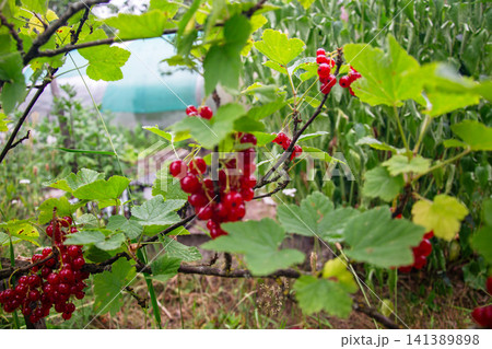 Ripe red currants hanging from a branch in a garden on a summer day Ripe red currants hanging from a branch in a garden on a summer day 141389898