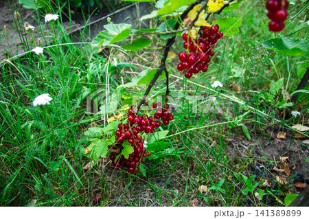 Ripe red currants hanging from a branch in a garden setting 141389899