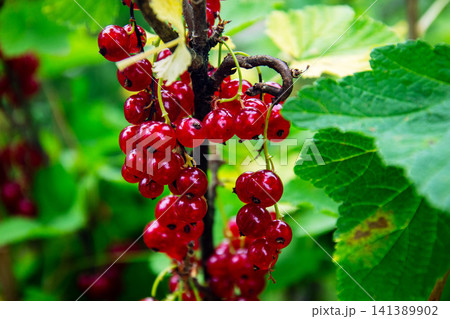 Vibrant red currants glistening on the branch in the soft summer sunlight Vibrant red currants glistening on the branch in the soft summer sunlight 141389902