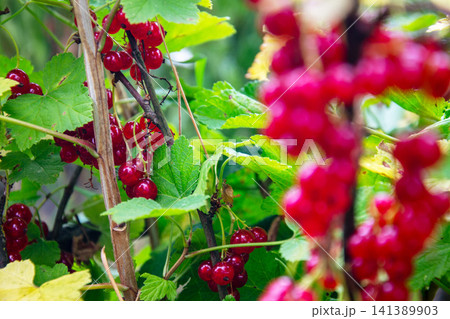 Vibrant red currants ripening on the bush in soft natural light Vibrant red currants ripening on the bush in soft natural light 141389903