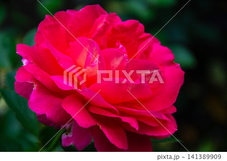 Vibrant pink rose in full bloom with soft green foliage background Vibrant pink rose in full bloom with soft green foliage background 141389909