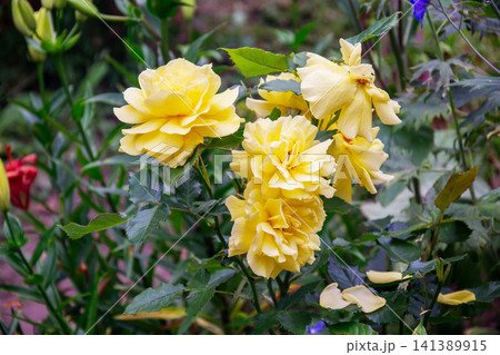 Delicate yellow roses bloom vibrantly in a lush garden setting 141389915