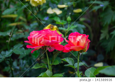 Two vibrant pink and orange roses bloom in a lush garden setting Two vibrant pink and orange roses bloom in a lush garden setting 141389916