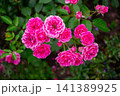 Vibrant cluster of pink roses blooming on a lush green bush in soft daylight 141389925