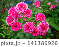 Vibrant cluster of pink roses blooming in a garden on a sunny day 141389926