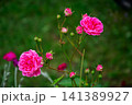 Beautiful pink roses blooming in a vibrant garden setting 141389927