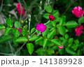 Vibrant pink flower blooming amidst lush green foliage and rose buds 141389928