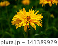 Bright yellow daisy-like flower with delicate petals blooming in a garden 141389929