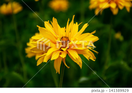 Bright yellow daisy-like flower with delicate petals blooming in a garden Bright yellow daisy-like flower with delicate petals blooming in a garden 141389929