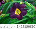 Deep purple daylily with yellow center and ruffled petals in garden 141389930