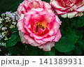 Close-up of delicate pink roses glistening with fresh water droplets after rain 141389931