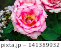 Close-up of a delicate pink rose with water droplets after rain 141389932