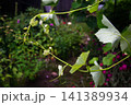 Delicate green grape vine tendrils unfurling in a lush garden setting 141389934