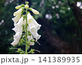 Delicate white foxglove flowers bloom on a tall stalk in soft natural light 141389935