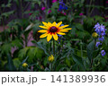 Bright yellow Black-Eyed Susan flower blooming in a lush garden setting 141389936