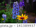 Colorful garden blooms featuring blue delphinium and yellow rudbeckia 141389937