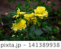 Vibrant yellow roses bloom in a garden with lush green foliage and soft background blur 141389938
