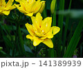 Vibrant yellow double lily flower blooming in lush green garden foliage 141389939