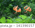 里山に咲くオニユリ 141390157