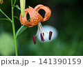 里山に咲くオニユリ 141390159