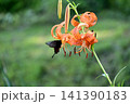 オニユリの花の蜜を吸うクロアゲハ 141390183
