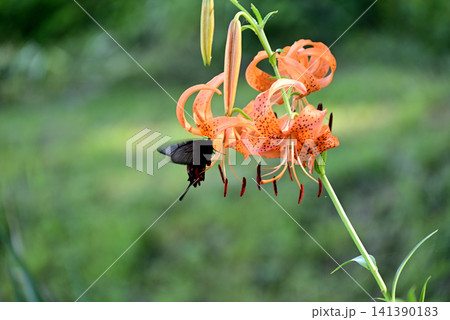 オニユリの花の蜜を吸うクロアゲハ 141390183