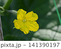 キュウリの花と若葉 141390197