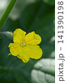 キュウリの花と若葉 141390198