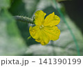 キュウリの花と若葉 141390199
