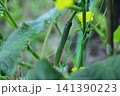 キュウリの実 141390223