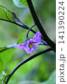 紫色の実を付けたナスの花 141390224