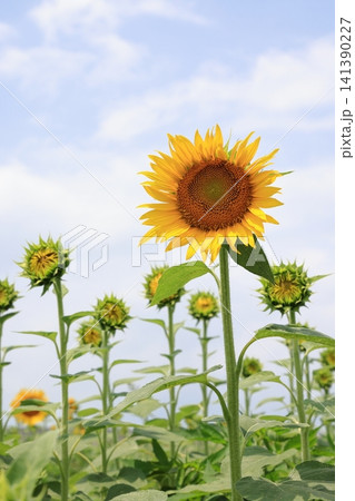 夏休みに咲き始めた向日葵の花 夏休みに咲き始めた向日葵の花 141390227