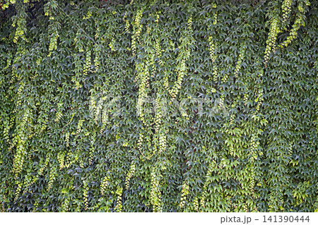 Green ivy covering textured wall with cascading vine leaves creating natural pattern Green ivy covering textured wall with cascading vine leaves creating natural pattern 141390444
